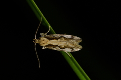 Tingena ancogramma