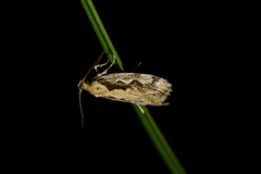Tingena ancogramma
