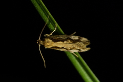 Tingena ancogramma