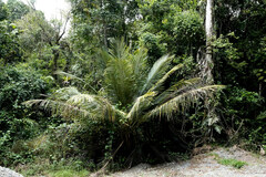 Arecaceae