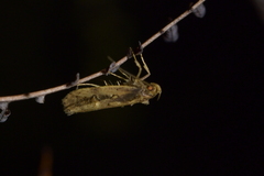 Atomotricha isogama