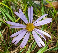 Aster