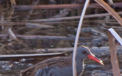 Rallus aquaticus