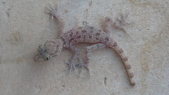 Cyrtopodion scabrum