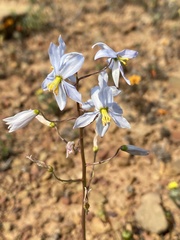 Cyanella pentheri