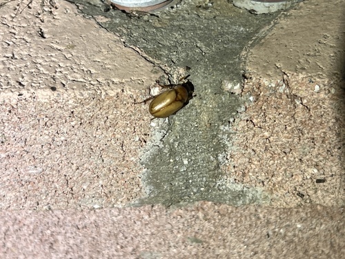 iNaturalist observation photo of Cyclocephala melanocephala