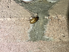 Cyclocephala melanocephala