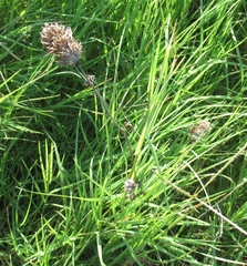 Plectocephalus americanus