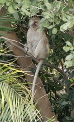 Chlorocebus cynosuros
