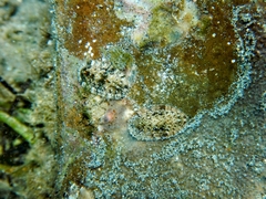 Rhyssoplax olivacea