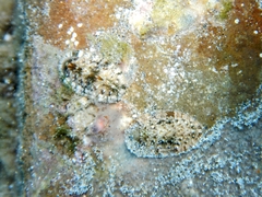 Rhyssoplax olivacea