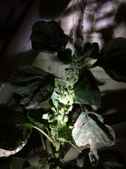 Amaranthus tricolor