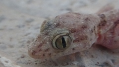 Cyrtopodion scabrum