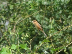 Lanius bucephalus