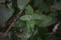 Teucrium scorodonia
