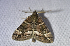 Pseudocoremia productata