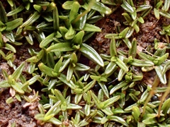 Aloina