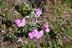 Dianthus repens