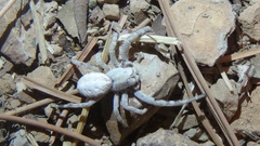 Stegodyphus pacificus