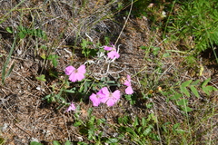 Dianthus repens