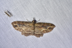 Chloroclystis filata