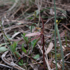 Cyrtostylis reniformis