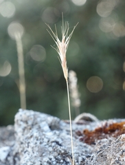 Bromus madritensis