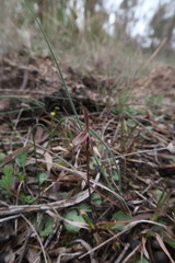 Cyrtostylis reniformis