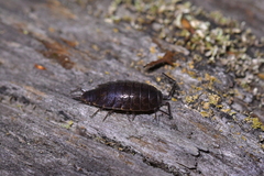 Holoverticata