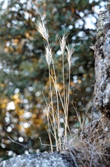 Bromus madritensis