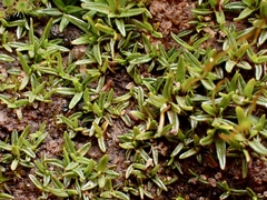 Aloina