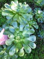 Aeonium