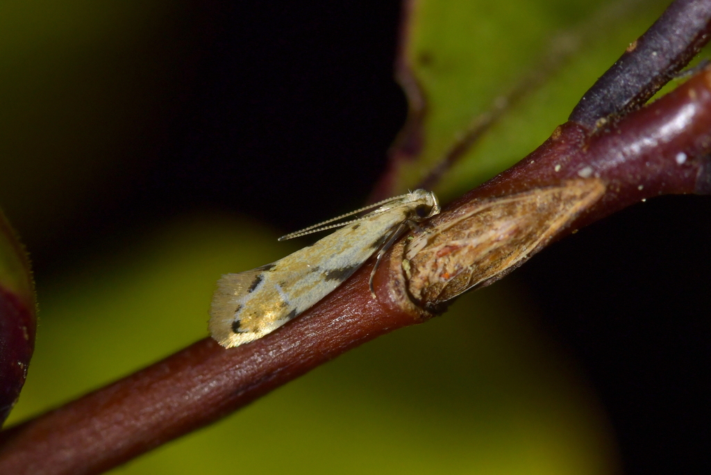 Dryadaula myrrhina