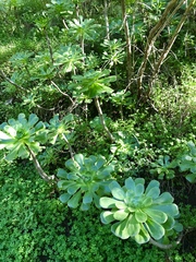 Aeonium
