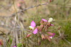 Polygala bracteolata