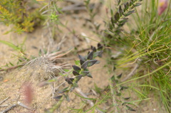 Polygala bracteolata
