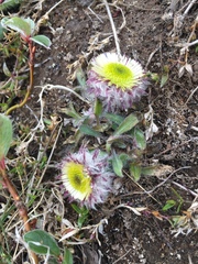 Erigeron eriocephalus