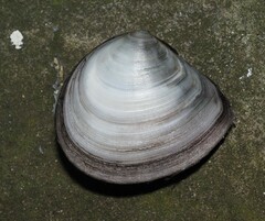 Macomona liliana