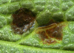 Puccinia annularis