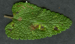 Puccinia annularis