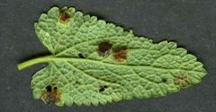 Puccinia annularis