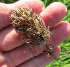 Plectocephalus americanus