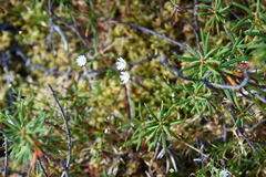 Stellaria peduncularis