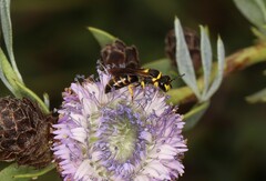 Hylaeus pictus
