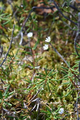 Stellaria peduncularis