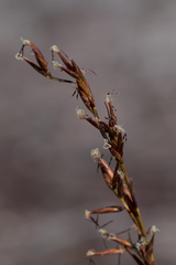 Schoenus brevifolius