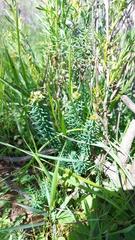 Euphorbia genistoides