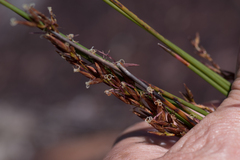 Schoenus brevifolius