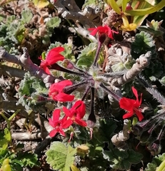 Pelargonium fulgidum