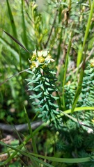 Euphorbia genistoides